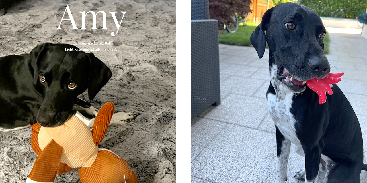 Amy der Schulhund